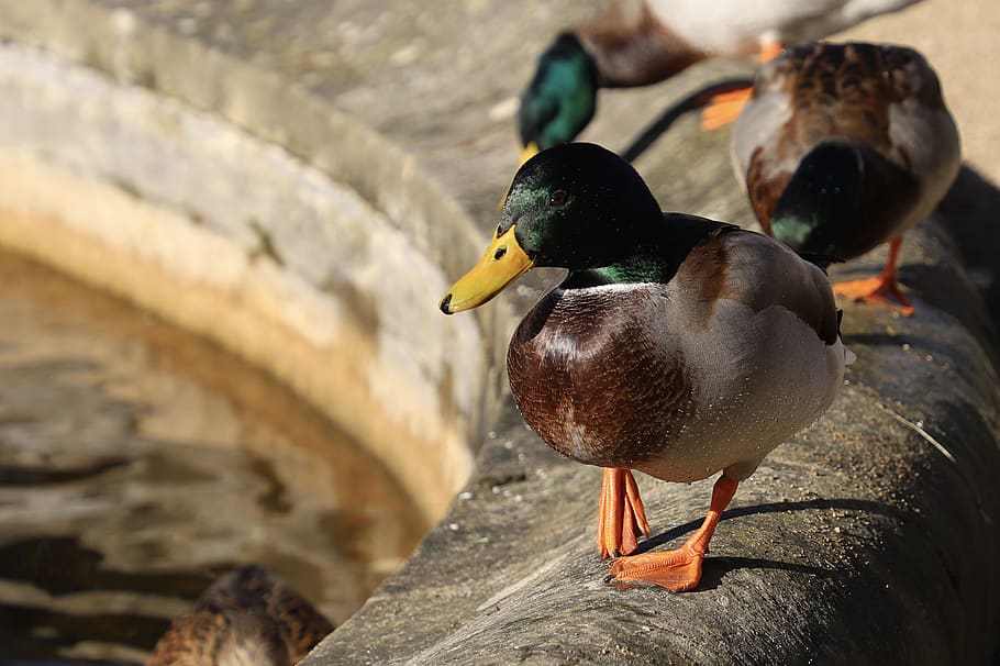 tres ànecs reals, ànec, l'ànec real, ocell, animal, aus aquàtiques, Oxford, Universitat del jardí botànic d'Oxford, Regne Unit, verd blavós, pollastre, gallines, aus de corral, bellesa, Font, parc, ric, color, anseriformes, bec, zoo, temes d'animals, animals a la natura, vertebrats, fauna animal, un animal, ànec real, cap gent, dia, naturalesa, primer pla, centrar-se en primer pla, aigua, ocell aquàtic, sòlid, a l'aire lliure, mandarina, 2K