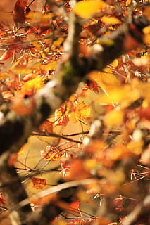 foglia, pianta, albero, acero, Francia, Occitanie, natura, le foglie, sfocato, malinconico, arancia, autunno, macro, zoom, giallo, sfocatura, foglia di acero, tronco d'albero, betulla, messa a fuoco selettiva, modificare, parte vegetale, bellezza nella natura, nessuno, ramo, crescita, giorno, la tranquillità, avvicinamento, colore arancione, all'aperto, fragilità, collezione autunnale, condizione naturale, 5K, CC0, dominio pubblico, privo di copyright