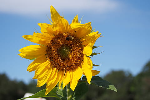 solsikke, blå, gul, stor, sommer, himmel, flor, glad, farverig, glæde, plante, blomst, blomstrende plante, friskhed, vækst, blomsterhoved, kronblad, skrøbelighed, sårbarhed, skønhed i naturen, blomsterstand, natur, tæt på, fokus på forgrunden, pollen, udendørs, ingen mennesker, forår, bægerblad, 4K, CC0, offentligt domæne, royaltyfrie