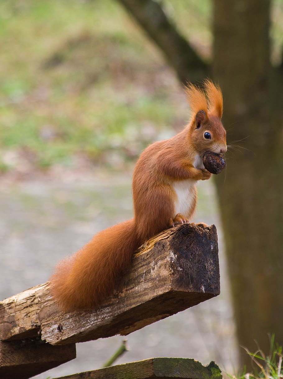 esquirol, vermell, nou, naturalesa, animal, rosegador, món animal, bosc, arbre, bonic, parc, mamífer, tardor, esponjós, cua, divertit, curiós, pell, temes d'animals, un animal, fauna animal, animals a la natura, vertebrats, cap gent, branca, centrar-se en primer pla, marró, dia, a l'aire lliure, cabell, planta, bigotis, 4K