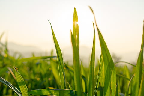 hvede, grønt blad, sætteplante, plante, vækst, grøn farve, natur, skønhed i naturen, landbrug, Mark, tæt på, jord, afgrøde, ingen mennesker, fokus på forgrunden, landskab, friskhed, landlige scene, græs, ro, gård, korn plante, himmel, udendørs, græsblad, 5K, CC0, offentligt domæne, royaltyfrie