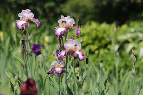 iris, flor, flor de primavera, bonic, naturalesa, flors de jardí, jardí, florir, iris púrpura, jardineria, blanc, lila, plantes, fauna, iris amb barba, brillant, flora, botànica, assolellat, planta amb flors, planta, frescor, bellesa a la natura, fragilitat, vulnerabilitat, creixement, pètal, primer pla, cap gent, dia, animal, color rosa, porpra, cap de flor, animals a la natura, color verd, fauna animal, a l'aire lliure, polinització, 5K, CC0, domini públic, lliure de regalies