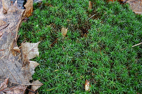planta, full, molsa, arbre, naturalesa, verd, petit, bosc, tardor, fulles mortes, fulla d'auró, maple, mala herba, annonaceae, anís, conífera, sòl, làrix, jay, ocell, color verd, creixement, dia, camp, terra, cap gent, vista d’angle alt, herba, bellesa a la natura, part de la planta, primer pla, a l'aire lliure, material de fusta, tranquil·litat, enfocament selectiu, fulla d'herba, 2K, CC0, domini públic, lliure de regalies