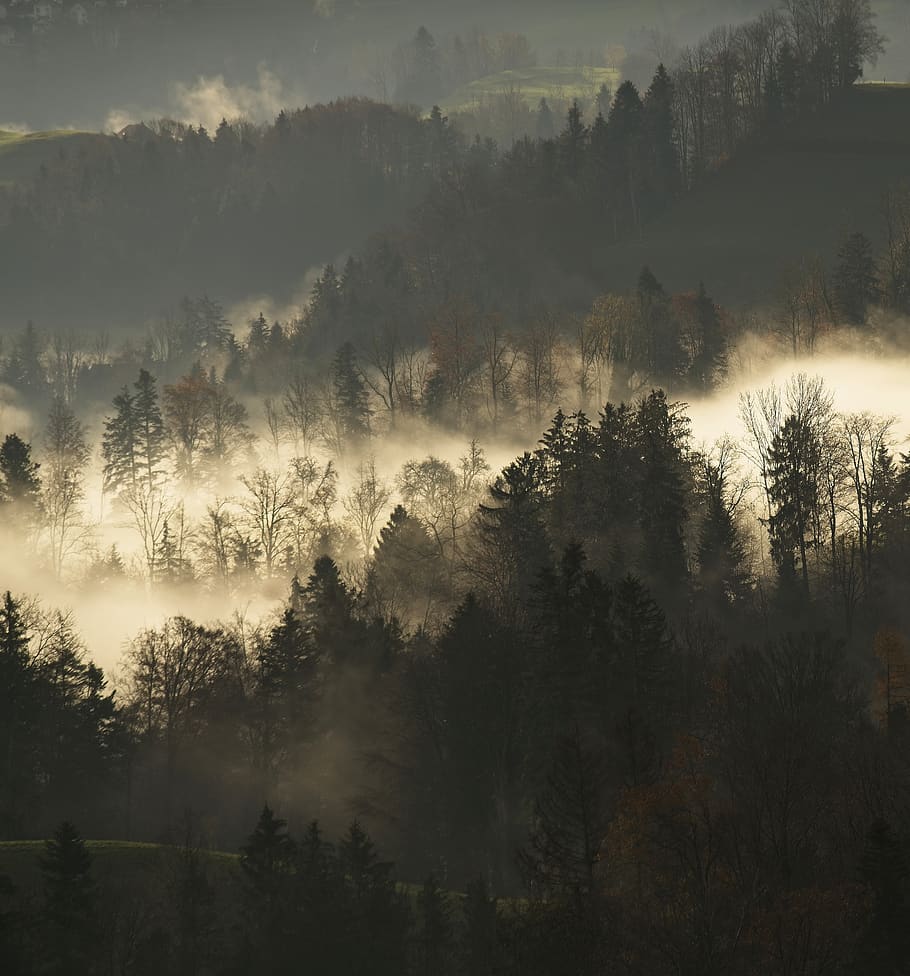 Grün, blätterte, Baumlos, Baum, Pflanze, Schönheit in der Natur, ruhige Szene, Ruhe, Szenen - Natur, Nebel, Wachstum, keine Leute, Land, Natur, Wald, Nicht-städtische Szene, Tag, High Angle View, draußen, Himmel, idyllisch, Umgebung, dunstig, Nadelbaum, 5K