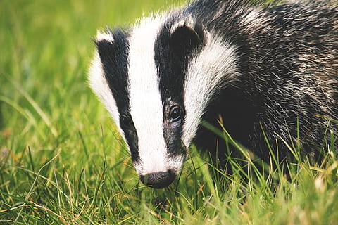 badger, animalsNature, grass, one animal, mammal, animal wildlife, animals in the wild, plant, vertebrate, no people, nature, close-up, portrait, outdoors, day, animal body part, field, black color, herbivorous, animal eye, 2K