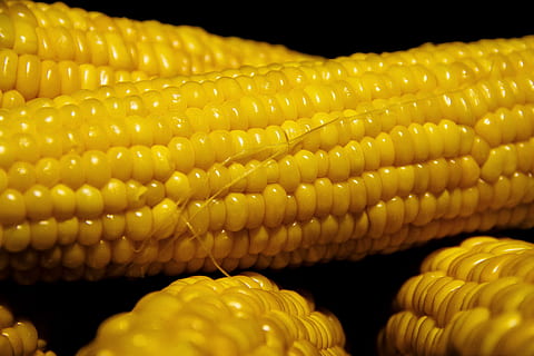 maíz, vegetal, nutrición, Fresco, cosecha, sano, comida, crudo, planta, vegetariano, existen, amarillo, color, frescura, dieta, vitamina, comida y bebida, alimentación saludable, maíz dulce, bienestar, maíz en la mazorca, de cerca, nadie, alimentos crudos, naturaleza, enfoque selectivo, agricultura, cultivo, naturaleza muerta, planta de cereal, al aire libre, fondo negro, comida vegetariana, 5K, CC0, dominio público, libre de derechos