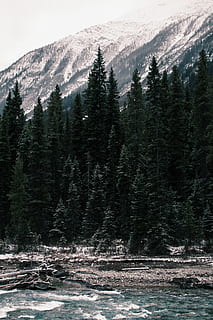 alberta, erkunden, Schichten, Fluss, Bäume, Berge, Landschaft, Baum, Pflanze, Schönheit in der Natur, Wasser, Berg, Szenen - Natur, Natur, Ruhe, ruhige Szene, keine Leute, Ufergegend, Winter, Land, Nicht-städtische Szene, Wachstum, Tag, kalte Temperatur, Schnee, draußen, Kiefer, Nadelbaum, 4K, CC0, gemeinfrei, lizenzfrei