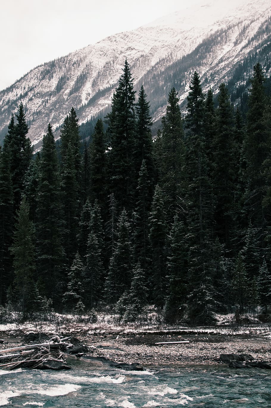 alberta, erkunden, Schichten, Fluss, Bäume, Berge, Landschaft, Baum, Pflanze, Schönheit in der Natur, Wasser, Berg, Szenen - Natur, Natur, Ruhe, ruhige Szene, keine Leute, Ufergegend, Winter, Land, Nicht-städtische Szene, Wachstum, Tag, kalte Temperatur, Schnee, draußen, Kiefer, Nadelbaum, 4K