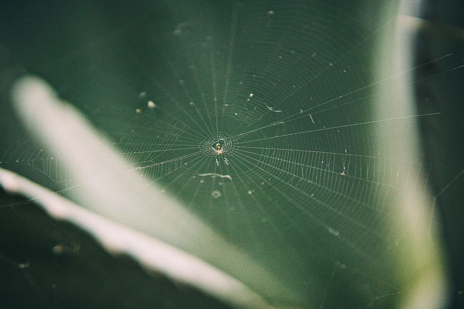 Spinne, Netz, Herz, Grün, Spinnennetz, Zerbrechlichkeit, Tierthemen, Nahansicht, Tier, Spinnentier, Tiere in freier Wildbahn, Tierwelt, Gliederfüßer, ein Tier, wirbellos, Verletzlichkeit, selektiver Fokus, keine Leute, Natur, Insekt, Tag, Tierkörperteil, Schönheit in der Natur, draußen, Tierbein, Komplexität, Tau, konzentrisch, 5K