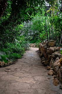 empty, pathway, daytime, plant, direction, the way forward, growth, footpath, nature, tree, no people, land, forest, green color, day, beauty in nature, outdoors, diminishing perspective, tranquility, tranquil scene, plant part, narrow, scenics - nature, 4K, CC0, public domain, royalty free