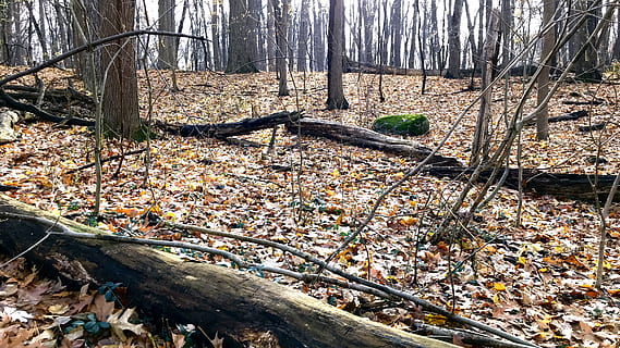trees, dead trees, leaves, leaf, rock, forset, branches, vines, nature, tree, forest, plant, land, tree trunk, tranquility, trunk, day, no people, growth, falling, woodland, water, plant part, fallen tree, beauty in nature, branch, outdoors, wood, change, messy, dead plant, 4K, CC0, public domain, royalty free