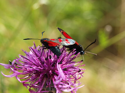 dos, rosa, arna, porpra, flor, planta amb flors, temes d'animals, animal, invertebrat, insecte, animals a la natura, fauna animal, vulnerabilitat, bellesa a la natura, fragilitat, planta, un animal, pètal, frescor, primer pla, creixement, cap de flor, naturalesa, cap gent, ala dels animals, polinització, papallona - insecte, a l'aire lliure, papallona, 2K, CC0, domini públic, lliure de regalies