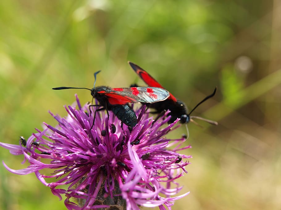 dos, rosa, arna, porpra, flor, planta amb flors, temes d'animals, animal, invertebrat, insecte, animals a la natura, fauna animal, vulnerabilitat, bellesa a la natura, fragilitat, planta, un animal, pètal, frescor, primer pla, creixement, cap de flor, naturalesa, cap gent, ala dels animals, polinització, papallona - insecte, a l'aire lliure, papallona, 2K
