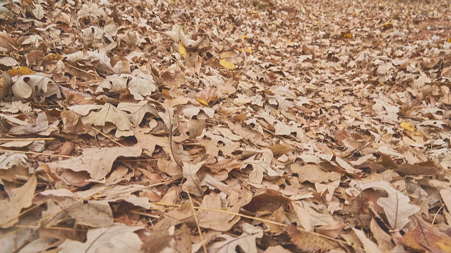sòl, planta, full, arbre, pis, caure, naturalesa, fons, mort, marró, a l'aire lliure, fora, fulles, tardor, fons de pantalla, bosc, boscos, plantes, textura, part de la planta, canvi, sec, marc complet, cap gent, terra, camp, vista d’angle alt, dia, caient, abundància, primer pla, vulnerabilitat, condició natural, 8K