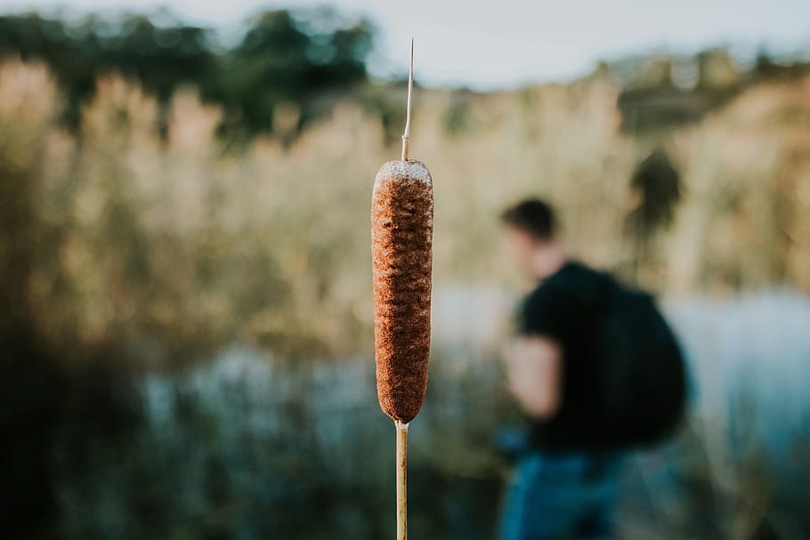 foto de primer pla, planta de falguera, cattail, primer pla, herba, macro, planta, centrar-se en primer pla, celebració, homes, menjar i beguda, aigua, menjar, estils de vida, activitat d'oci, dia, persones reals, naturalesa, una persona, activitat, llac, moviment, 5K