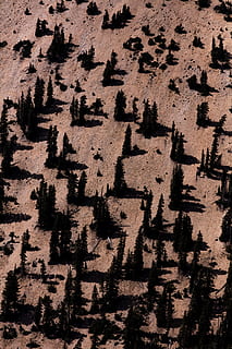 antenne, fotografering, træer, bakke, træ, bjerg, klint, skygge, Skov, tør, udendørs, natur, mønster, utah, patrick hendry, Brun, tørke, baggrunde, tekstureret, abstrakt, ingen mennesker, sort farve, tekstureret effekt, tæt på, gammel, snavset, 8K, CC0, offentligt domæne, royaltyfrie