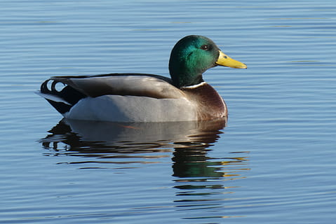 duck, ditch, reflection, bird, water, feathers, nature, swimming, plumage, waterfowl, lake, animal themes, animal wildlife, animals in the wild, one animal, waterfront, vertebrate, animal, no people, poultry, day, rippled, mallard duck, freshwater bird, 2K, CC0, public domain, royalty free