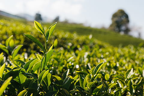 grünes Feld, Wachstum, Pflanze, grüne Farbe, Feld, Land, Landschaft, Landwirtschaft, Natur, ländliche Szene, Ernte, Blatt, Schönheit in der Natur, Pflanzenteil, Tag, Fokus auf den Vordergrund, keine Leute, Bauernhof, draußen, Lebensmittel, Essen und Trinken, Tee Ernte, Plantage, Teeblätter, 5K, CC0, gemeinfrei, lizenzfrei