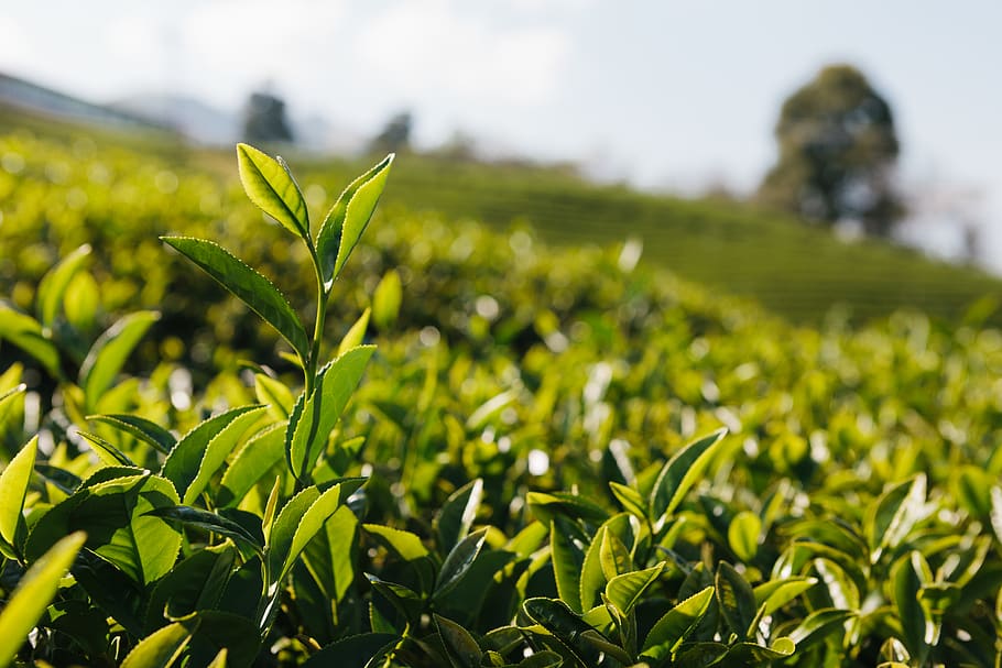 grünes Feld, Wachstum, Pflanze, grüne Farbe, Feld, Land, Landschaft, Landwirtschaft, Natur, ländliche Szene, Ernte, Blatt, Schönheit in der Natur, Pflanzenteil, Tag, Fokus auf den Vordergrund, keine Leute, Bauernhof, draußen, Lebensmittel, Essen und Trinken, Tee Ernte, Plantage, Teeblätter, 5K