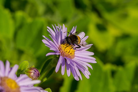 blomsterfluer, blomster, insekter, makro, blomst, blomstrende plante, insekt, virvelløse, dyre temaer, skjørhet, dyr, skjønnhet i naturen, dyr i naturen, friskhet, sårbarhet, petal, blomsterhodet, dyreliv, ett dyr, anlegg, vekst, nærbilde, Bie, inflorescence, pollinering, pollen, ingen folk, lilla, dyrfløyen, 5K, CC0, offentlig domene, opphavsrett gratis