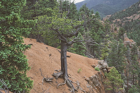 arbres de fulles verdes, arbre, planta, tronc de l'arbre, conífera, sòl, abies, avet, penya-segat, verd, Parc Nacional, gnarly, colorado, pendent, pi, làrix, fusta, naturalesa, desert, a l'aire lliure, escenics - natura, creixement, terra, tranquil·litat, bellesa a la natura, muntanya, escena tranquil·la, dia, escena no urbana, bosc, cap gent, color verd, rock, paisatge, remot, medi ambient, 5K, CC0, domini públic, lliure de regalies