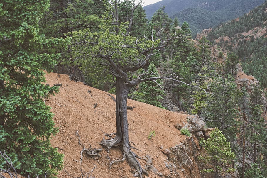 arbres de fulles verdes, arbre, planta, tronc de l'arbre, conífera, sòl, abies, avet, penya-segat, verd, Parc Nacional, gnarly, colorado, pendent, pi, làrix, fusta, naturalesa, desert, a l'aire lliure, escenics - natura, creixement, terra, tranquil·litat, bellesa a la natura, muntanya, escena tranquil·la, dia, escena no urbana, bosc, cap gent, color verd, rock, paisatge, remot, medi ambient, 5K