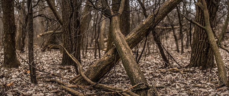 arbres, branques, naturalesa, bosc, monyó, boscos, hivern, caure, fred, arbre, terra, tronc, tronc de l'arbre, planta, arbre nu, cap gent, dia, tranquil·litat, branca, escena no urbana, a l'aire lliure, arrel, medi ambient, material de fusta, remot, camp, 8K, CC0, domini públic, lliure de regalies