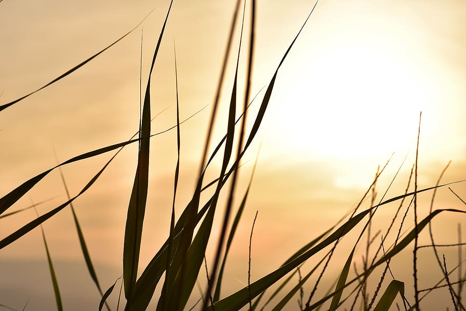 solnedgang, humør, sol, baggrundsbelysning, kyst, landskab, græsser, Frankrig, skyer, romantisk stemning, hav, himmel, skønhed i naturen, natur, vækst, ingen mennesker, tæt på, scenics - natur, plante, silhuet, ro, fokus på forgrunden, sky - himmel, græs, udendørs, korn plante, afgrøde, vand, græsblad, 5K