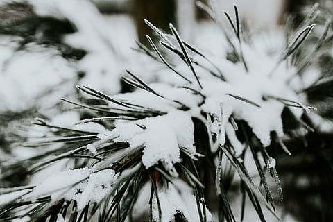 nærbilleder, snedækket, træer, tæt på, blade, træ, fyrretræ, Kvist, afdeling, frost, vinter, kold, sne, kold temperatur, plante, Frosset, natur, ingen mennesker, skønhed i naturen, selektiv fokusering, snefnug, nåletræ, fokus på forgrunden, Pinaceae, dag, vækst, udendørs, nål - plante del, sner, fyrreskov, 5K, CC0, offentligt domæne, royaltyfrie