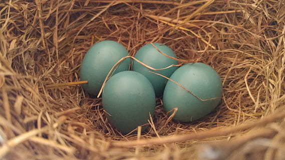ou, ous, robin, ous de Robin, niu blau, rodó, bronzejat, marró, quatre, 4, delicada, sòlid, petit, tancar, primer pla, nidificació, branca, branques, ombra, llum, menjar, niu d’animals, ous d’animals, inicis, menjar i beguda, fenc, naturalesa, planta, Pasqua, cap gent, dia, festa, celebració, ou de Pasqua, vulnerabilitat, ocell, palla, a l'aire lliure, color turquesa, 4K, CC0, domini públic, lliure de regalies