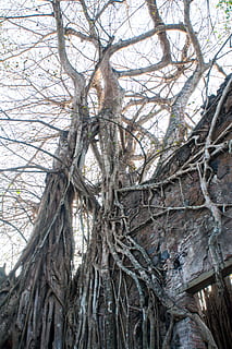 pianta, radice, albero, ramas, fer gomez, embrujado, árbol, miedo, tronco d'albero, tana, olandese, rovine, mattone, turchese, costruzione, Cottage, Casa, alloggiamento, casa del cane, vite, tronco, Inquadratura dal basso, ramo, nessuno, giorno, la tranquillità, crescita, natura, albero nudo, foresta, terra, bellezza nella natura, all'aperto, cielo, grande, fotogramma intero, abbaiare, 4K, CC0, dominio pubblico, privo di copyright