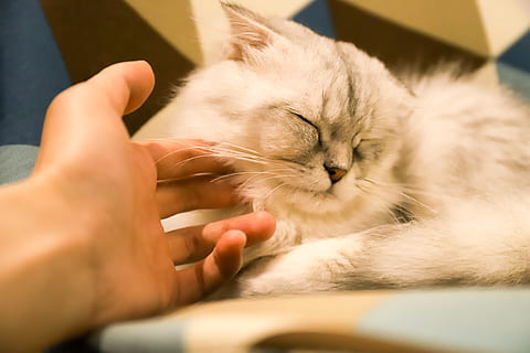 kat, mooi, huiselijk, huisdieren, zoogdier, menselijke hand, huiskat, katachtig, menselijk lichaamsdeel, hand-, één dier, lichaamsdeel, ontspanning, gewerveld, mensen, binnenshuis, selectieve aandacht, snorhaar, vinger, huisdier eigenaar, zorg, 5K, CC0, publiek domein, royaltyvrij