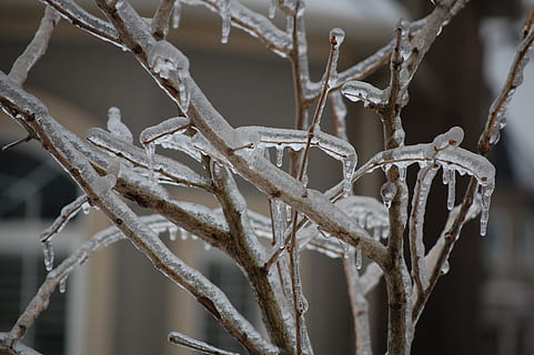 grene, is, vinter, kold, træ, vejr, Frosset, isnende, vinterlige, natur, fokus på forgrunden, kold temperatur, sne, tæt på, plante, ingen mennesker, dag, skønhed i naturen, frost, Kvist, ro, tør, afdeling, udendørs, død plante, istap, stick - plante del, tørret, 2K, CC0, offentligt domæne, royaltyfrie