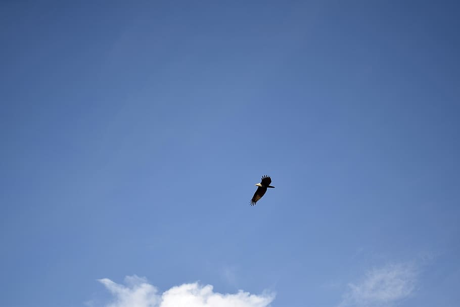 Índia, kumarakom, àguila, volar, Kerala, cel, ocell, vista d’angle baix, volant, fauna animal, temes d'animals, vertebrats, animal, animals a la natura, un animal, a l'aire, blau, núvol - cel, cap gent, còpia espai, naturalesa, ales separades, dia, a l'aire lliure, moviment, 4K