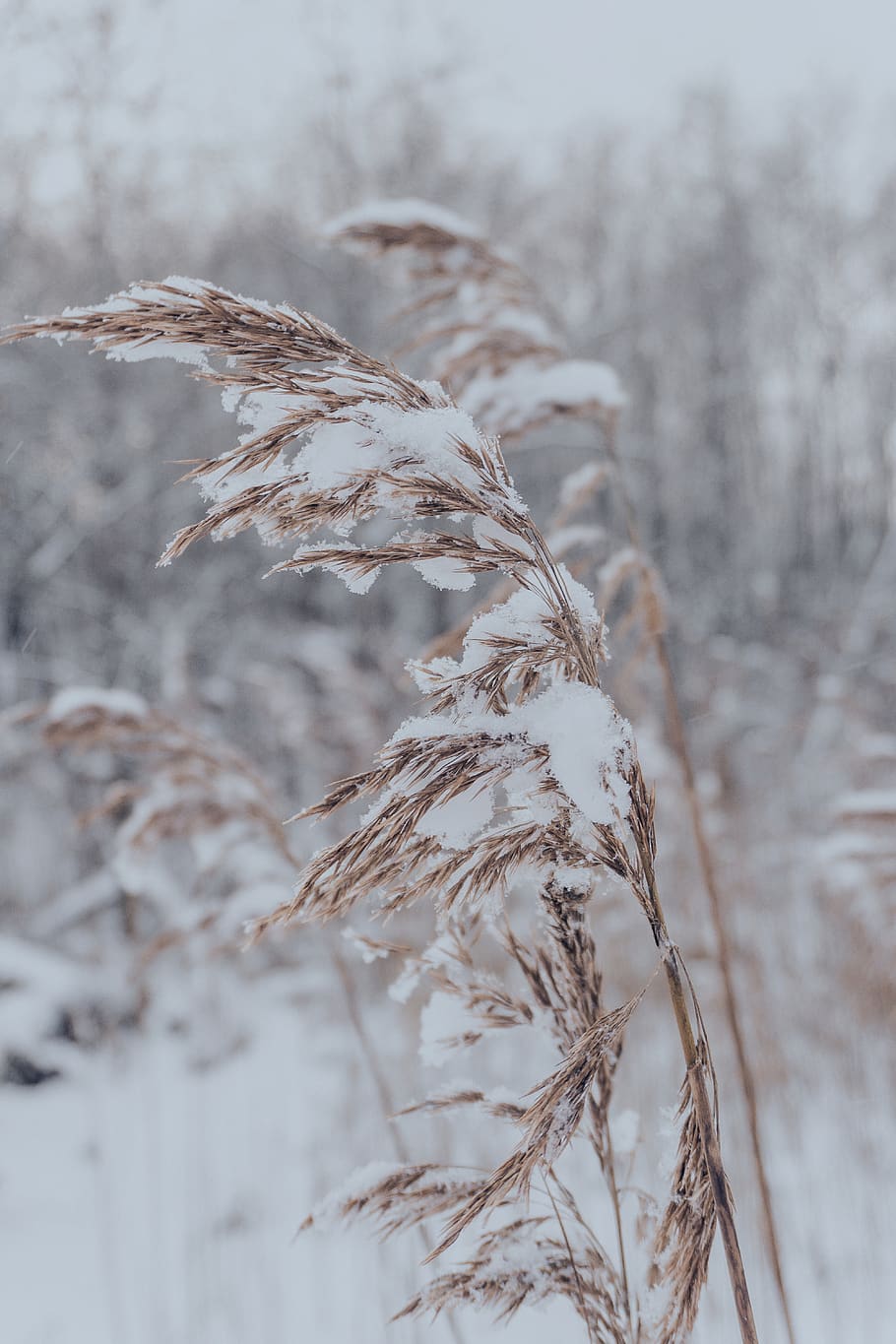belarus, ushachy, planta, centrarse en primer plano, naturaleza, de cerca, nadie, crecimiento, día, enfoque selectivo, temperatura fría, belleza en la naturaleza, tranquilidad, invierno, al aire libre, seco, tierra, nieve, marrón, planta seca, caña - familia de la hierba, planta muerta, tallo, 5K