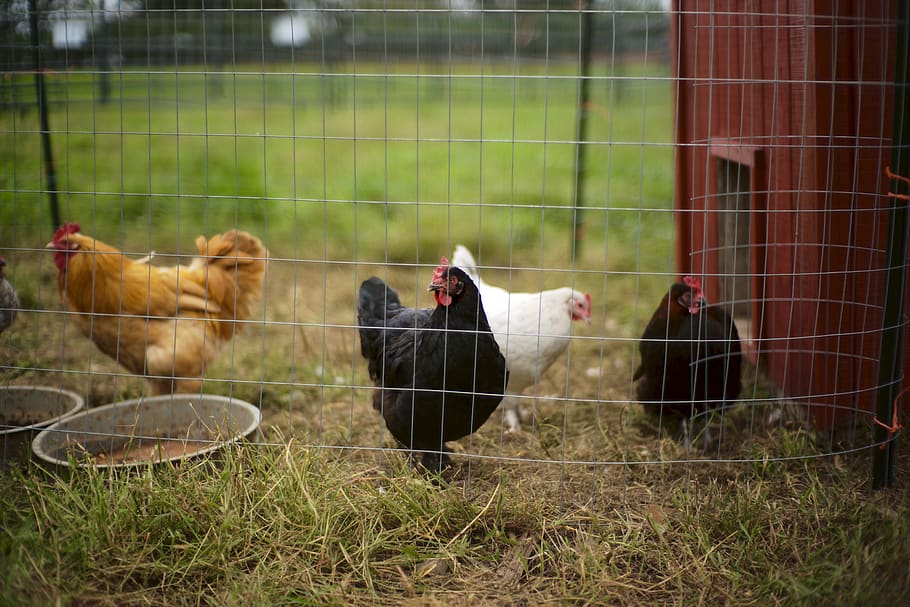 quatre gallines, pollastre, animal, gallines, ocell, aus de corral, gallina, granja, herba, cop d'estat, gall, bec, pell, camp, cara, palla, naturalesa, a l'aire lliure, fenc, temes d'animals, mamífer, grup d’animals, animals domèstics, mascotes, nacional, vertebrats, bestiar, pollastre - ocell, dia, tanca, gàbia, agricultura, límit, barrera, cap gent, 5K