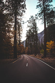 sort vejsti, vej, asfalt, træ, hovedvej, plante, gran, abies, Forenede Stater, yosemite valley, bjerg, tapet, vinter, eventyr, Skov, natur, nåletræ, humørsyg, himmel, retning, vejen frem, transportmidler, ro, faldende perspektiv, ingen mennesker, jord, skønhed i naturen, vækst, rolig scene, træstamme, bagagerum, ikke-urbane scene, dag, udendørs, skillelinje, lang, 5K, CC0, offentligt domæne, royaltyfrie
