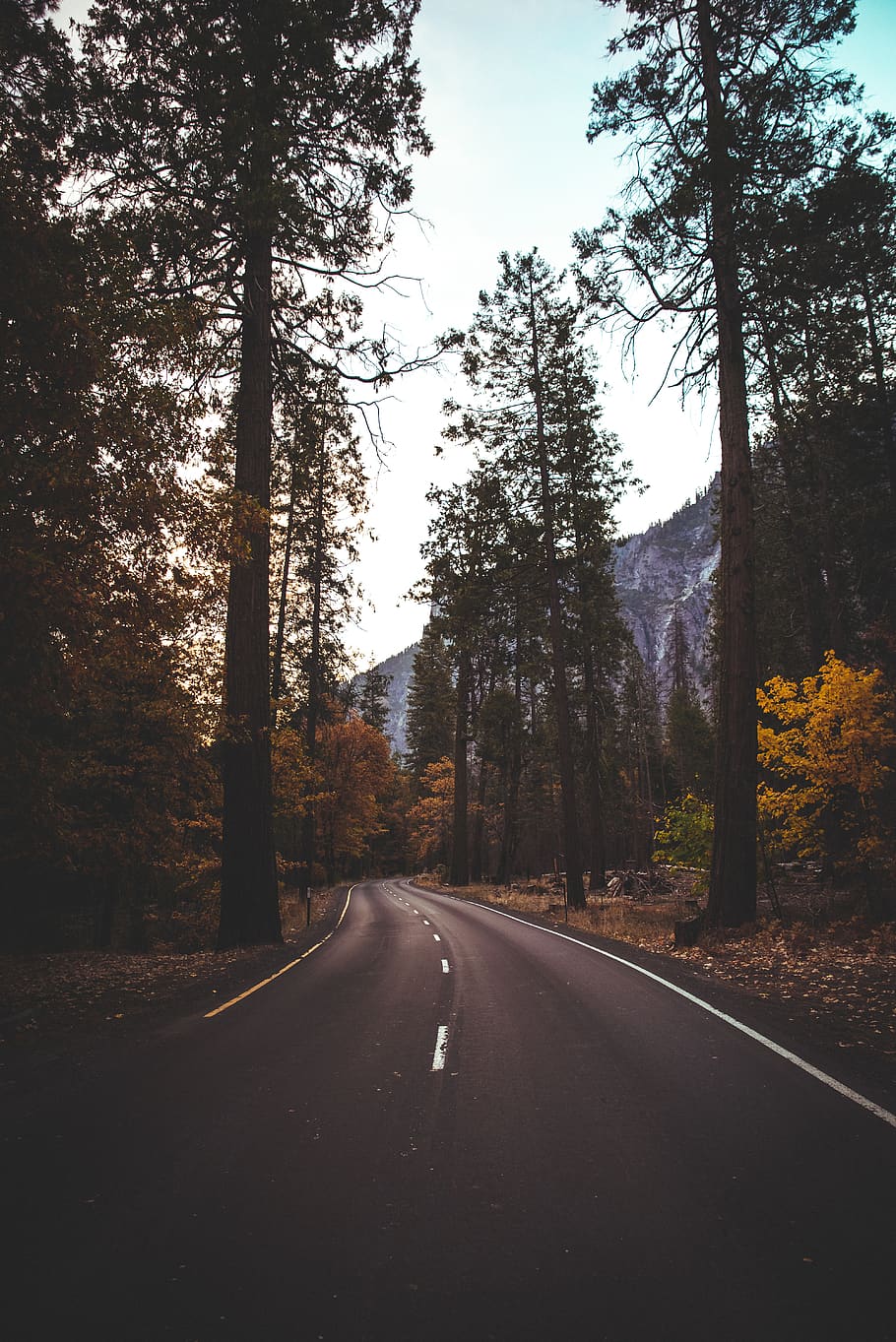 percorso stradale nero, strada, asfalto, albero, modo, autostrada, pianta, abete, abies, stati Uniti, yosemite valley, montagna, sfondo, inverno, avventura, foresta, natura, conifera, lunatico, cielo, direzione, la strada davanti, mezzi di trasporto, la tranquillità, prospettiva decrescente, nessuno, terra, bellezza nella natura, crescita, scena tranquilla, tronco d'albero, tronco, scena non urbana, giorno, all'aperto, bosco, linea di divisione, lungo, 5K