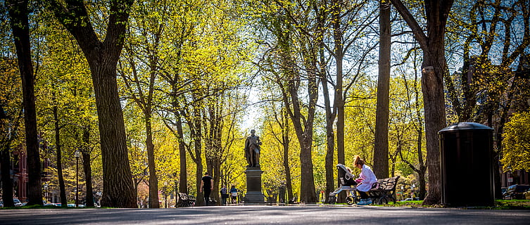 alberi verdi, stati Uniti, boston, albero, flora, pianta, foresta, terra, natura, all'aperto, vegetazione, betulla, boschetto, strada, parco, conifera, sentiero, pista, una persona, persone reali, lunghezza intera, la strada davanti, stili di vita, crescita, giorno, attività di svago, retrovisore, direzione, mezzi di trasporto, tronco d'albero, adulto, luce del sole, 4K, CC0, dominio pubblico, privo di copyright