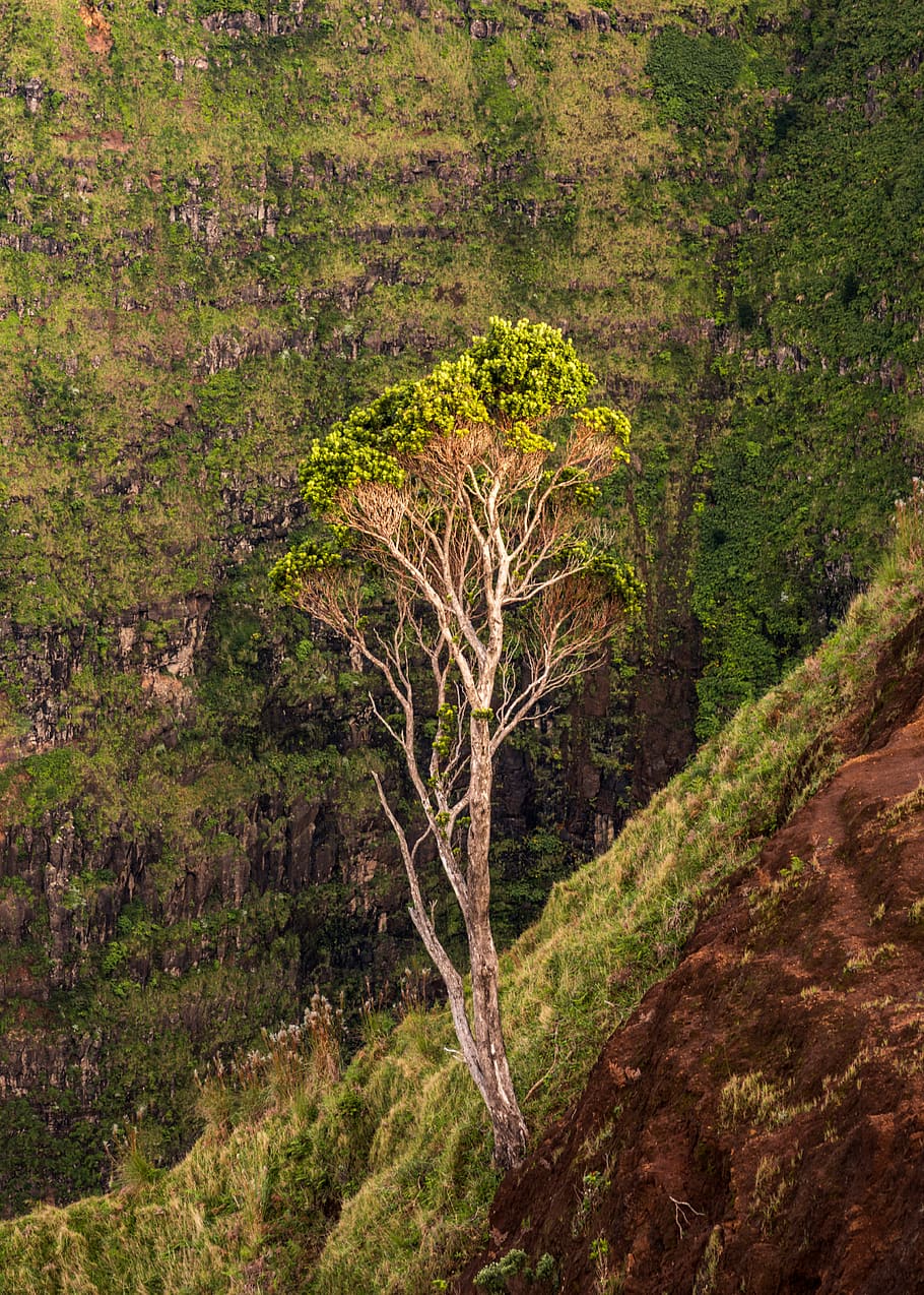 arbre durant el dia, arbre, planta, a l'aire lliure, naturalesa, parc estatal de canyon waimea, EUA, kauai, abies, avet, conífera, tronc de l'arbre, penya-segat, muntanya, fotografia de paisatge, fotografia, viatjar, carretera, pendent, camp, roure, terra, cap gent, bosc, dia, medi ambient, creixement, bellesa a la natura, tranquil·litat, paisatge, escenics - natura, escena tranquil·la, color verd, escena no urbana, branca, tronc, 5K