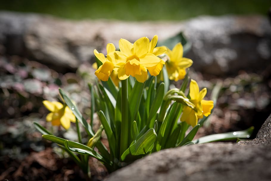 narcise, galben, mic, primăvară, flori, flori galbene, a inflori, natură, harbinger al primăverii, plantă, Paști, zarnacadea, a închide, flori de primăvară, frühlingsanfang, floare, planta cu flori, fragilitate, vulnerabilitate, prospeţime, frumusețe în natură, creştere, petală, cap de floare, inflorescenţă, nici o persoana, selectiv, să se concentreze asupra primelor elemente, zi, botanică, camp, în aer liber, şofran, Gazania, 2K