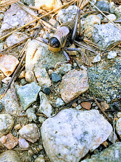 error, cricket, Llagosta, insecte, errors, vida salvatge, naturalesa, animal, estiu, antena, insectes, fauna animal, temes d'animals, animals a la natura, sòlid, rock, un animal, rock - object, dia, primer pla, pedra - objecte, invertebrat, cap gent, vista d’angle alt, a l'aire lliure, cranc, terra, pedra, còdols, marí, 2K, CC0, domini públic, lliure de regalies
