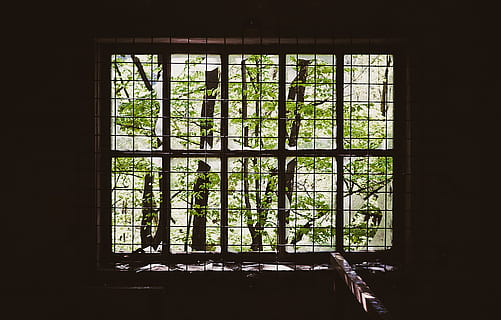 bur, vindue, grene, grøn, træ, glas - materiale, ingen mennesker, arkitektur, indendørs, gennemsigtig, plante, bygning, dag, bygget struktur, forladt, natur, vækst, hus, sollys, beskadiget, vinduesramme, gammel, forringelse, mørk, 1080P, CC0, offentligt domæne, royaltyfrie