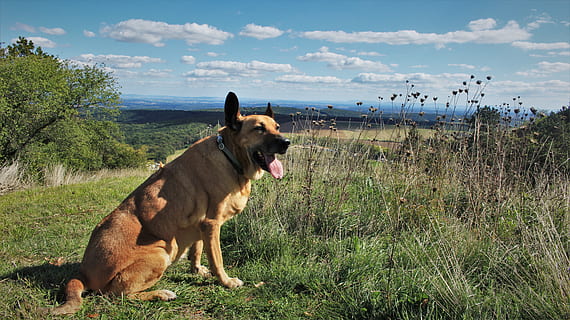 , pets, domestic, domestic animals, canine, one animal, dog, animal themes, mammal, animal, vertebrate, sky, plant, nature, land, grass, field, cloud - sky, day, no people, facial expression, mouth open, 5K, CC0, public domain, royalty free