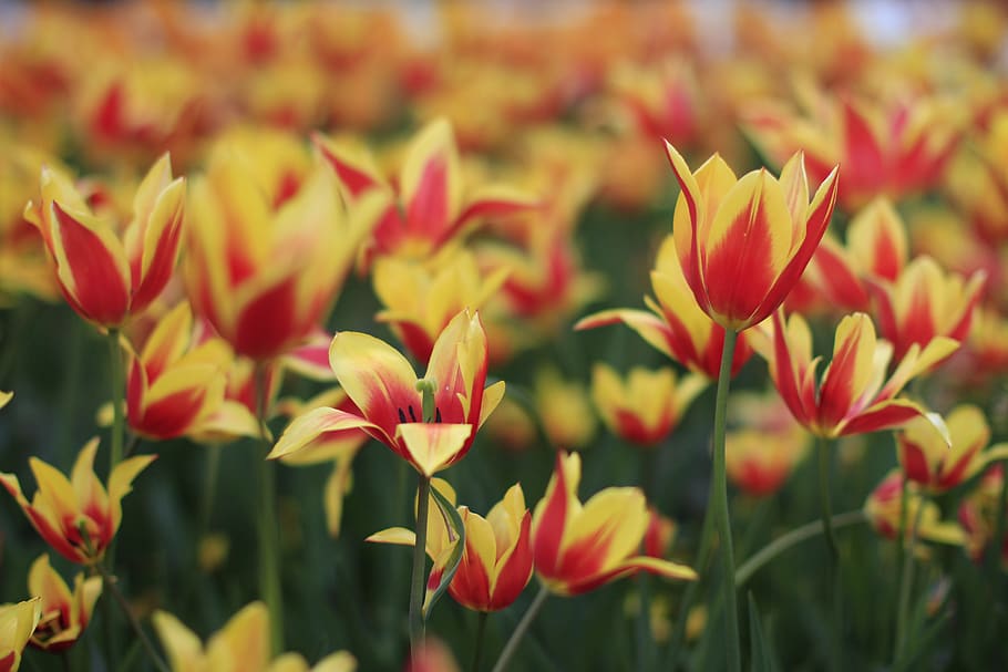 poc profund, focalitzar la fotografia, vermell, groc, camp de flors, brillant, color, Pasqua, camp, flora, flor, jardí, creixement, taronja, pètal, romanç, temporada, estiu, sol, tulipa, tulipes, planta amb flors, planta, bellesa a la natura, frescor, vulnerabilitat, fragilitat, primer pla, naturalesa, cap gent, centrar-se en primer pla, inflorescència, dia, terra, cap de flor, a l'aire lliure, llit de flors, 5K