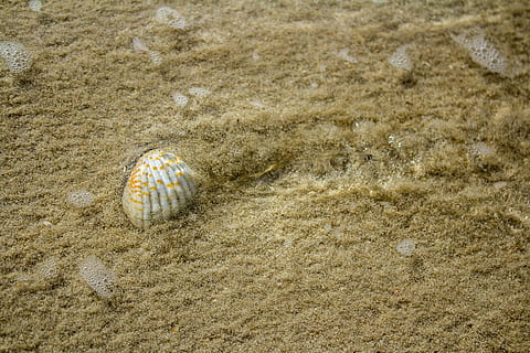 uae, sjøskjell, land, sand, Strand, dyreliv, shell, dyreskall, dyr i naturen, dag, dyr, dyre temaer, natur, ingen folk, skjell, hav, ett dyr, høy vinkel visning, nærbilde, skjønnhet i naturen, sollys, vann, utendørs, marine, 5K, CC0, offentlig domene, opphavsrett gratis
