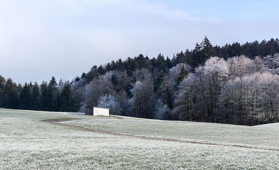 šedá, stromy, pokryté, sníh, rostlina, strom, abies, jedle, jehličnatý strom, venku, Příroda, borovice, smrk, krajina, les, zimní, chata, venkov, přistát, plošina, led, scenérie, pole, klid, krása v přírodě, klidné scény, růst, nebe, nikdo, scenics - příroda, den, mimoměstské scény, životní prostředí, tráva, zelená barva, 5K