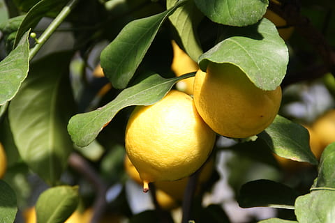 citron, træ, plante, frugt, citrusfrugter, citrontræ, gul, frisk, grøn, farve, blad, plante del, mad, vækst, sund kost, friskhed, citrus frugt, mad og drikke, grøn farve, tæt på, frugt træ, natur, ingen mennesker, fokus på forgrunden, udendørs, moden, plantage, 4K, CC0, offentligt domæne, royaltyfrie