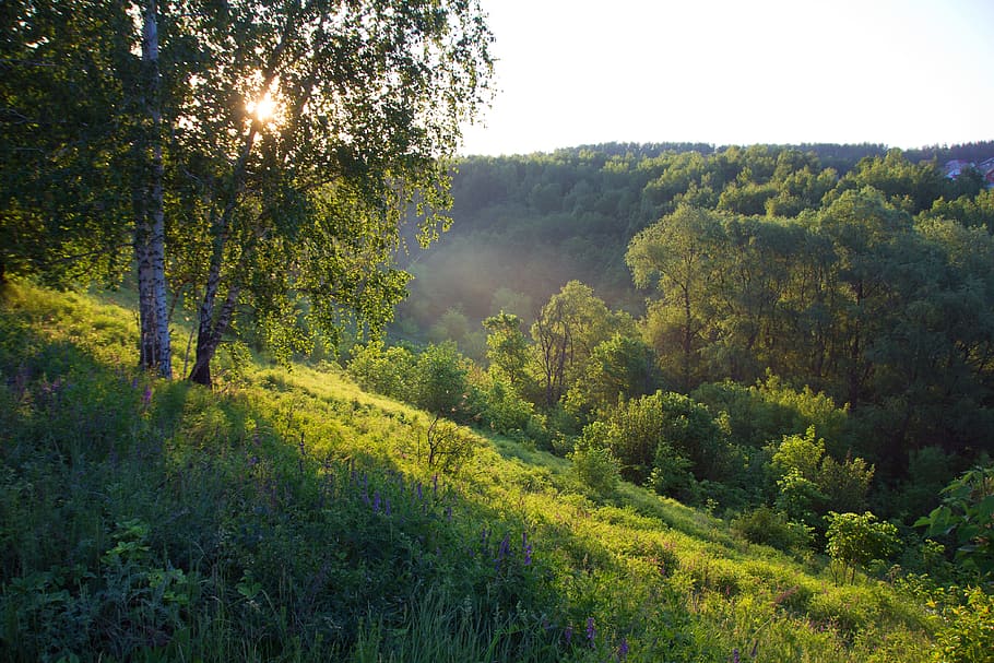 světlo, les, slunečního světla, paprsek, slunce, Pozadí, strom, cesta, lesk, jaro, letní, Jasný, nebe, scéna, podzim, park, silnice, temný, dřevo, list, zelená, Pohled, noc, scénický, nosník, venkovní, mlha, písek, svítání, listy, přírodní, tropický, cestovat, slunný, scenérie, ráno, Sluneční svit, sezóna, borovice, mlhavé, modrý, krása, Krásná, větev, Příroda, životní prostředí, krajina, rostlina, krása v přírodě, klid, klidné scény, přistát, růst, scenics - příroda, zelená barva, nikdo, mimoměstské scény, den, venku, idylický, borové lesy, 4K