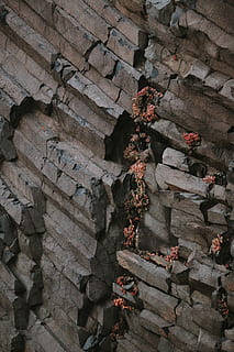 ruda ola, skalūnas, lauke, akmuo, pobūdį, archeologija, bunkeris, pastatas, kripta, dirvožemio, architektūra, augalų, mesa, drabužiai, apranga, griuvėsiai, Dungeon, bokštas, pilis, fortas, kalnas, pastatyta struktūra, dieną, nėra žmonių, sienų kūrimo funkcija, aukšto kampo vaizdas, laiptinė, sienos, laiptai ir laiptai, religija, tikėjimas, istorija, mediena - medžiaga, visą kadrą, atsisakyta, kietas, akmeninė siena, sugriauta, 8K, CC0, Viešasis domenas, nemokamai